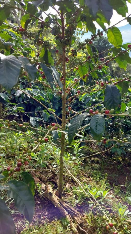 Hospedaje Coffee Mountain San Isidro  Eksteriør bilde